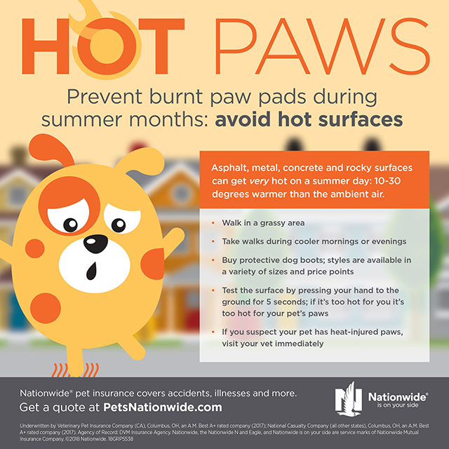 Protect Vulnerable Paws Pet Insurance Benefits For Employees