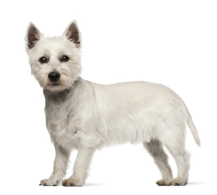 West Highland white terrier standing — health planner for puppies through senior dogs