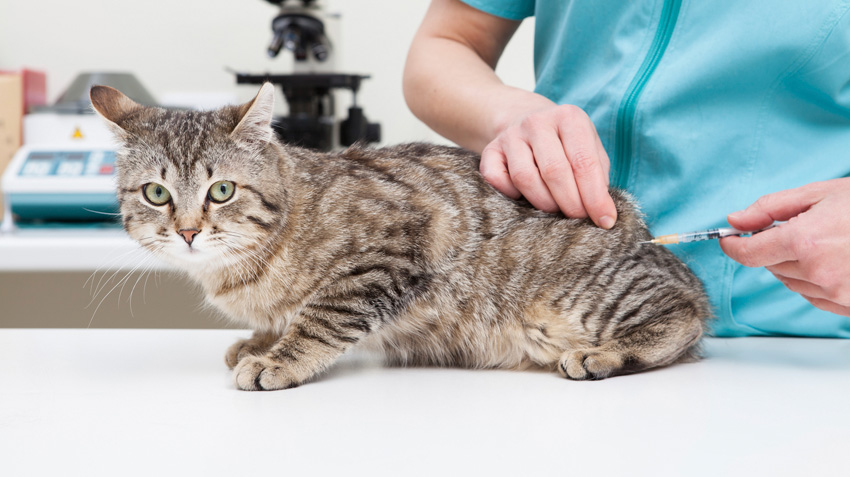 How Long Are Cats Sore After Shots? 