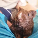 Grimace from McDonalds