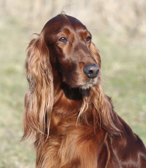 Irish_Setter21