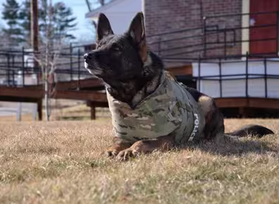 K9s1
