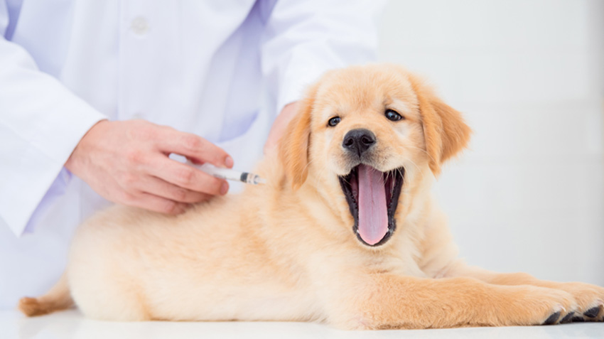 what are the signs of a healthy dog