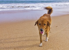 dog beach appreciation