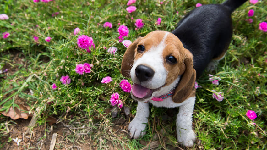 5 Things You Didn't Know About Beagles