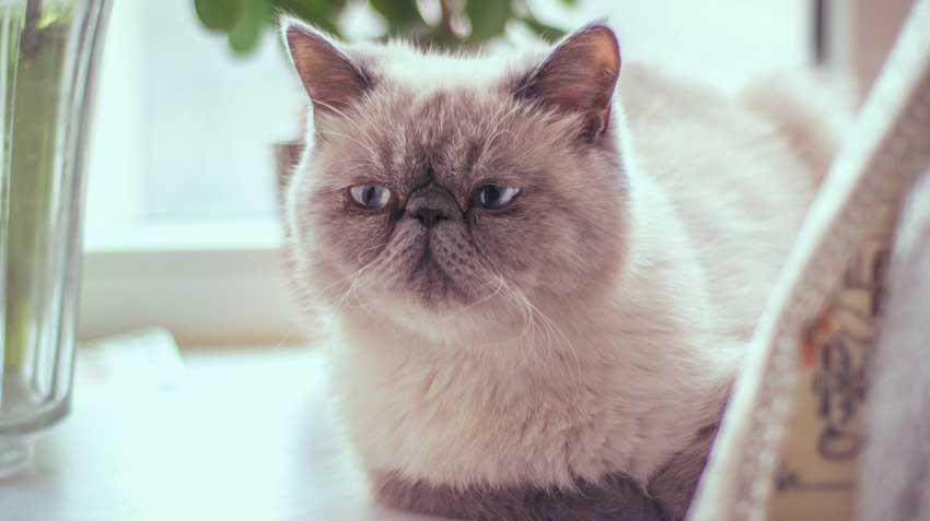 Top 10 Cat Breeds: The Nation's Most Popular Types of Cats