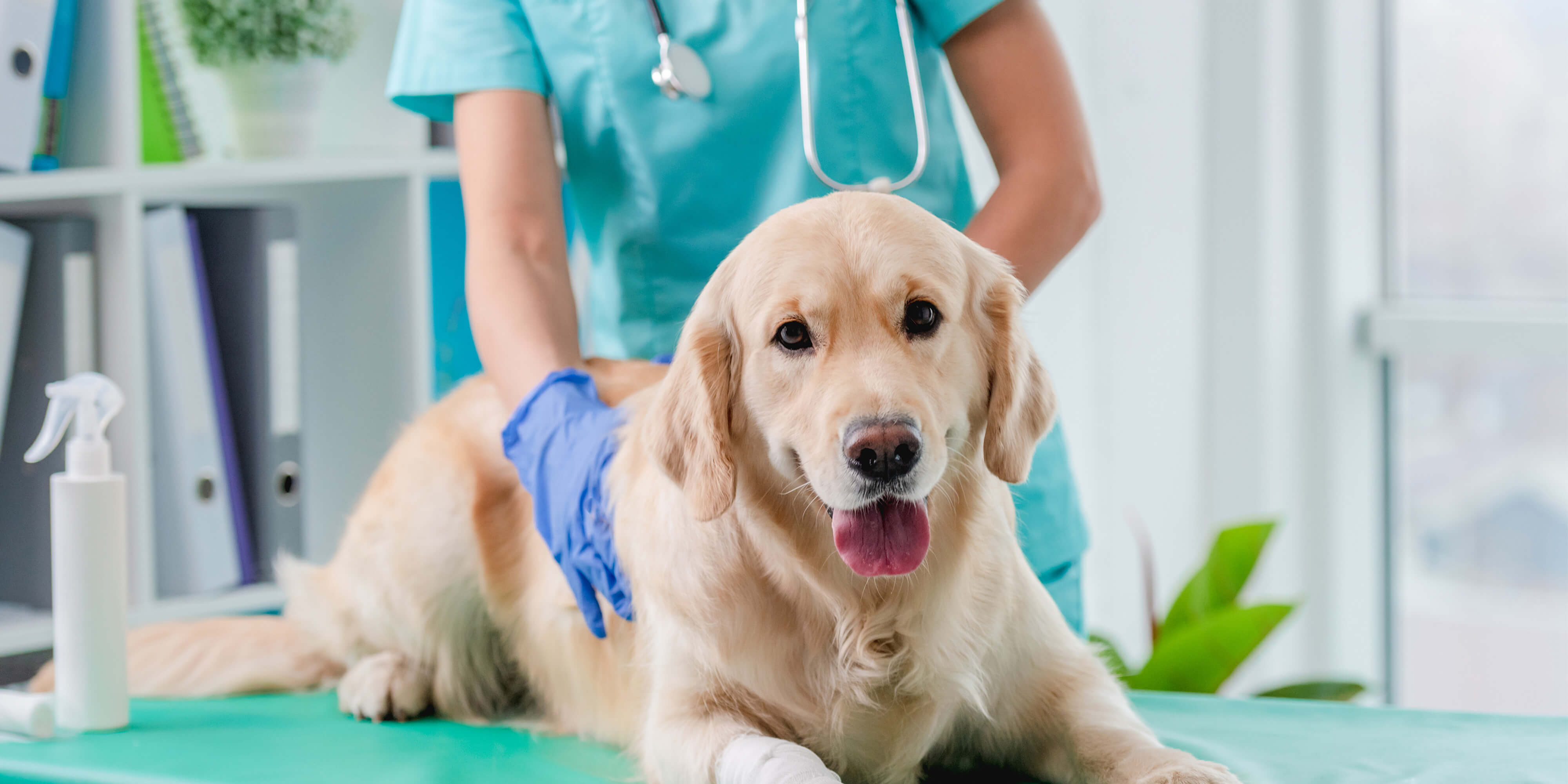 Ask your veterinarian: Recognizing and managing arthritis in pets