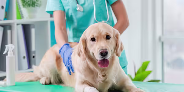 Ask your veterinarian: Recognizing and managing arthritis in pets