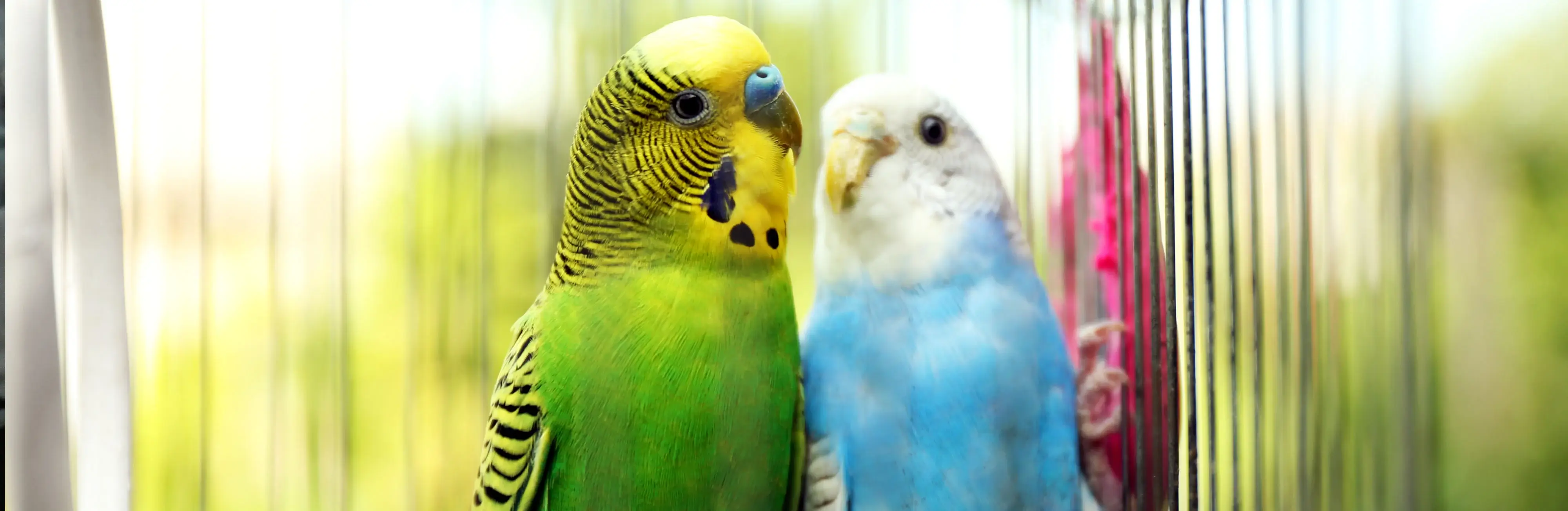 Teflon toxicity affects all bird species