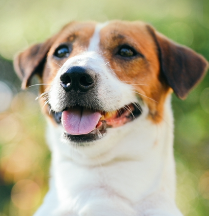 Jack Russell Terrier
