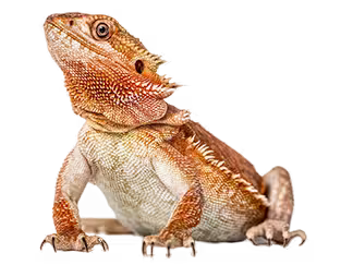 Every Petinsurance LP1 Lizard