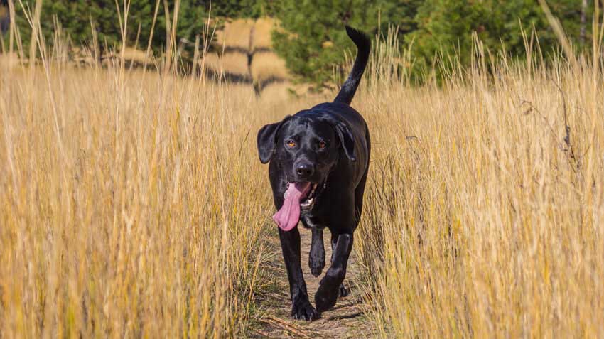 10 Adventurous Dog Breeds