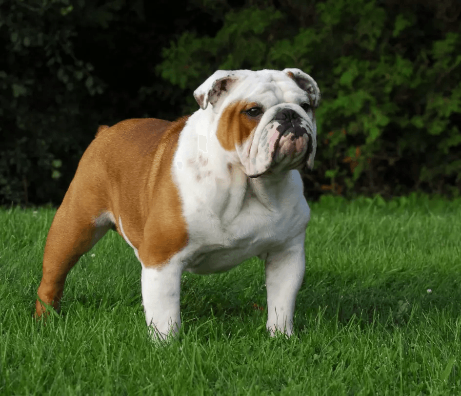 nglish-bulldog-gettyimages-146927148