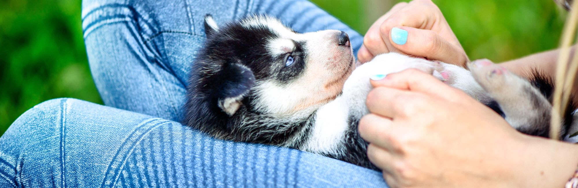 Planning for new pet expenses