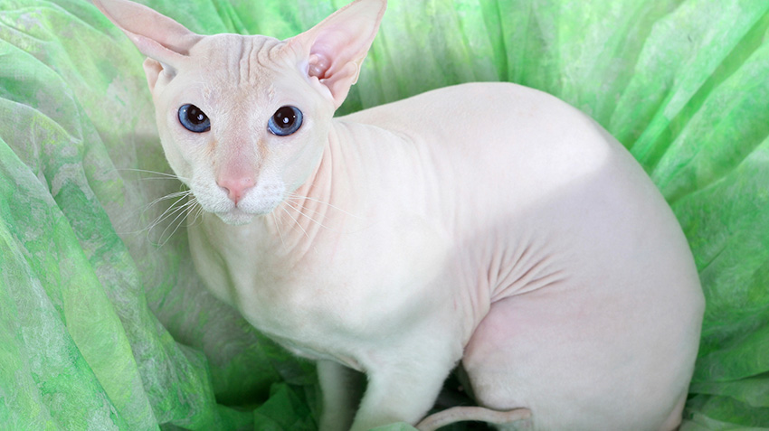 all white peterbald kittens