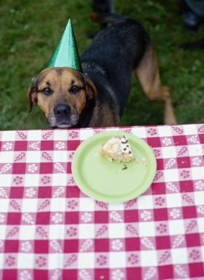 DogCake1