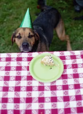 DogCake1