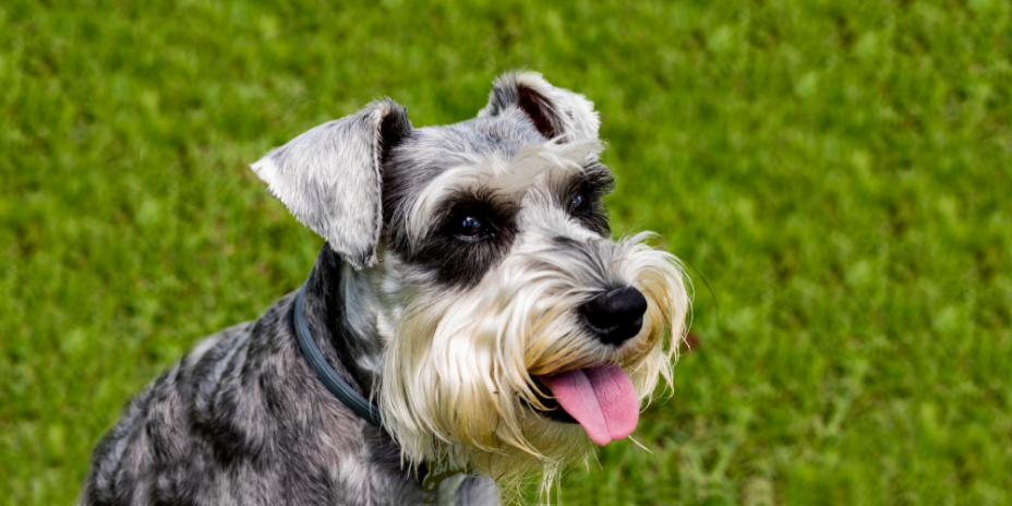 3-Fun fact Minature schnauzer GettyImages-1160833953