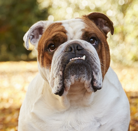 English Bulldog