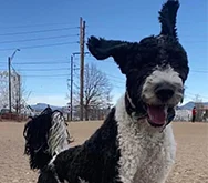 2023-WPN-captain-good-boy