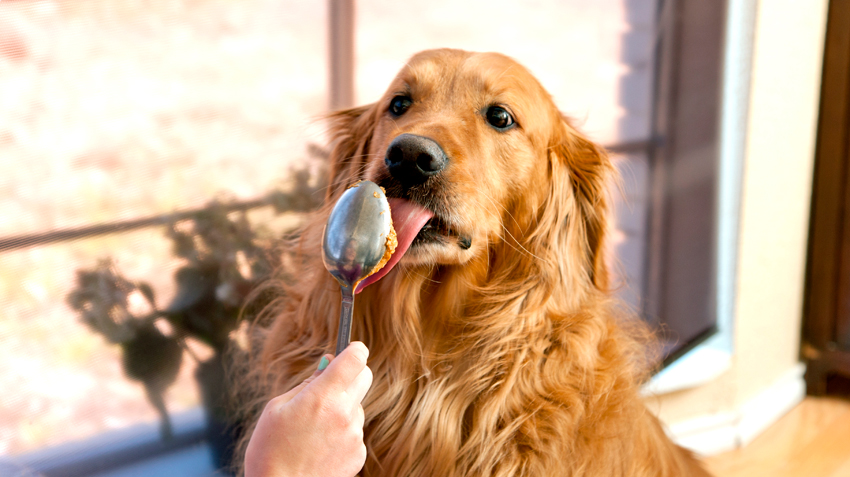 peanut butter ingredient that is bad for dogs