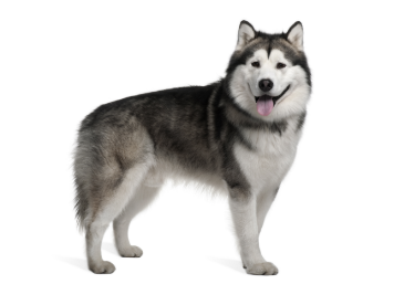 Alaskan Malamute standing — health planner for puppies through senior dogs