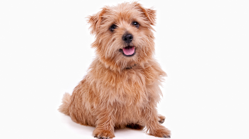 Norfolk Terrier Pet Health Insurance Tips