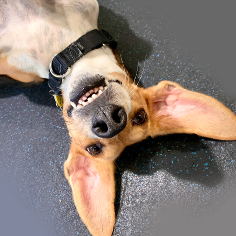 Wacky Blog - Don’t worry be yappy