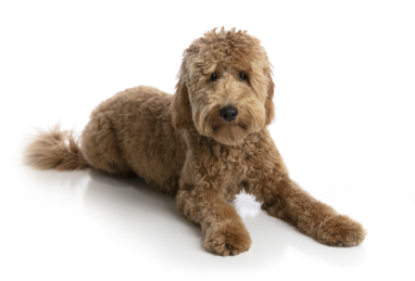 Goldendoodle standing — health planner for puppies through senior dogs