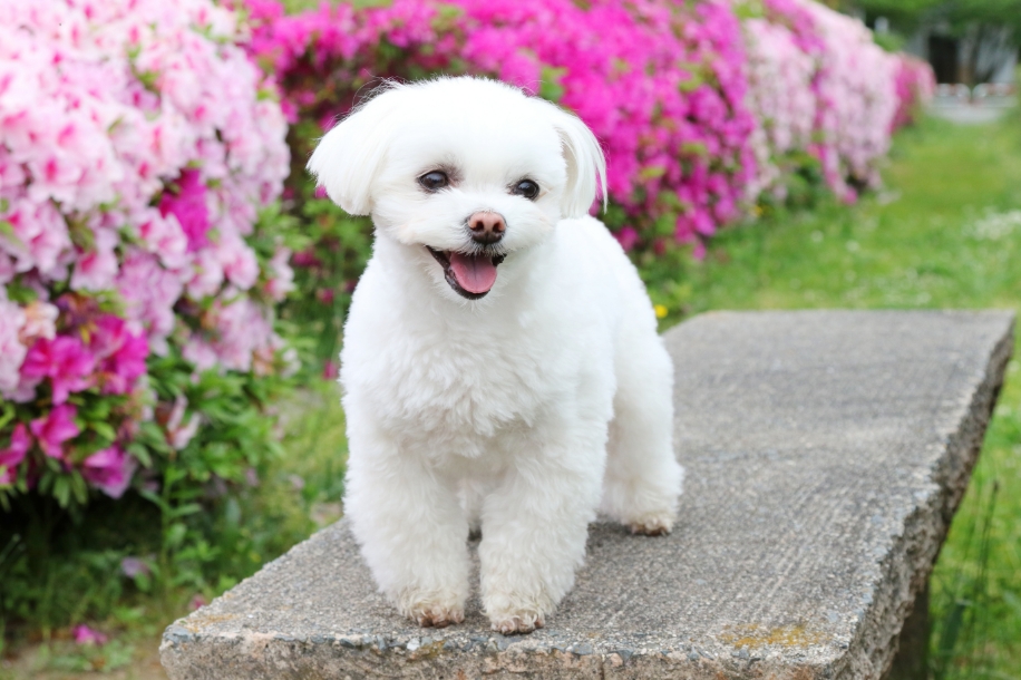 3-Fun fact Maltese GettyImages-961715370