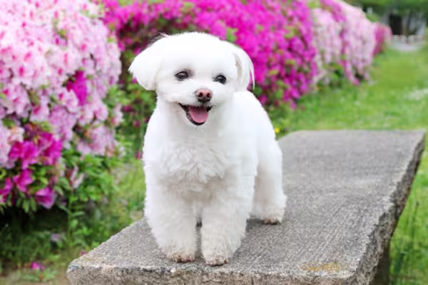 3-Fun fact Maltese GettyImages-961715370