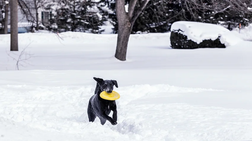 Exercising Your Pets in Cold Climates
