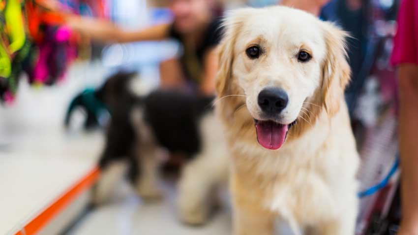 Adopting Golden Retrievers