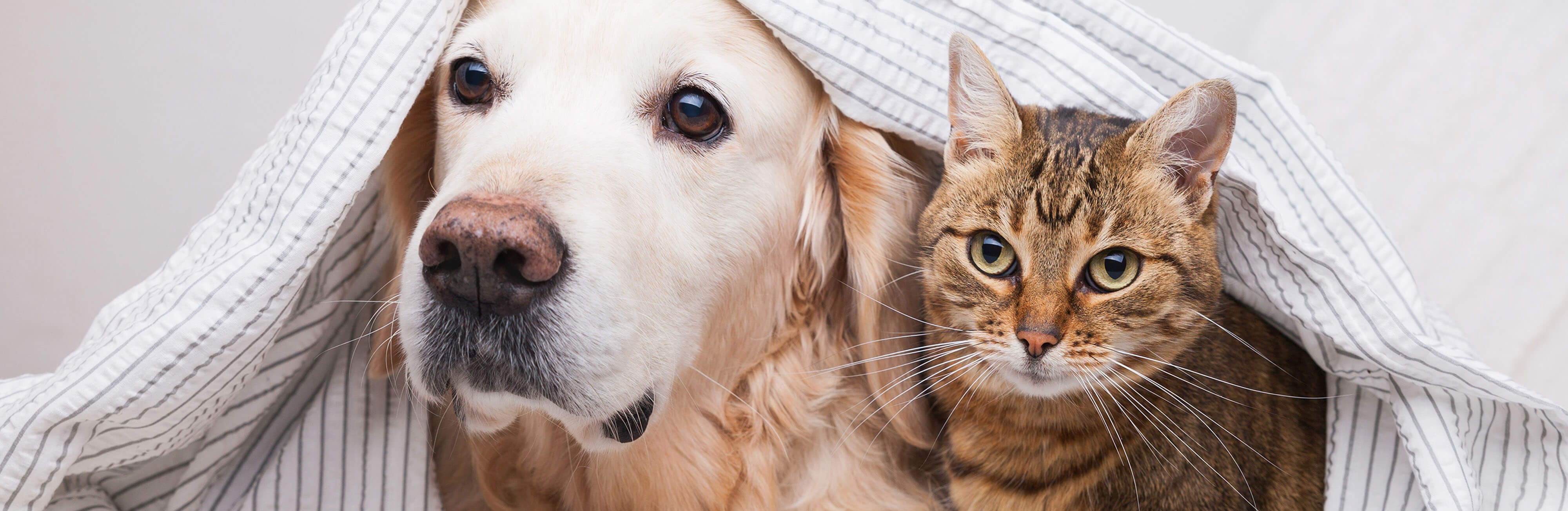 Wintertime kitchen pet hazards