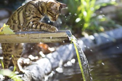 7+ Facts About Bengal Cats [Personality, History, Health & More]