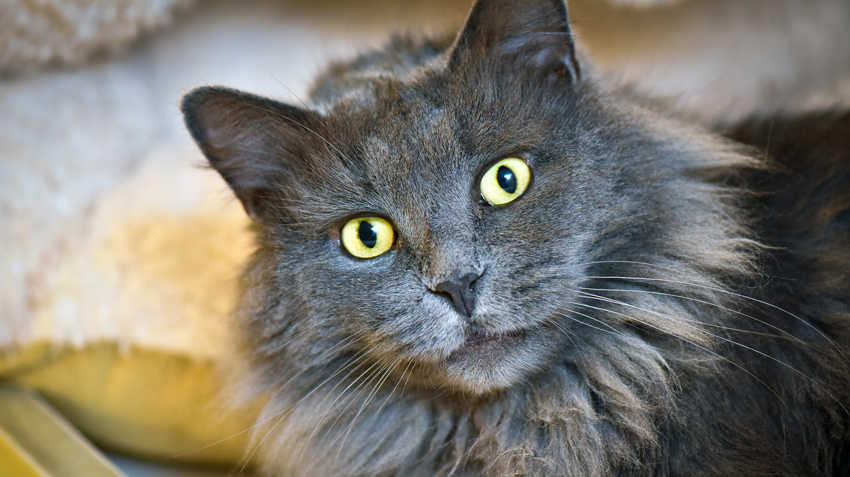 Nebelung Cats | Pet Spotlight | Appearance, Personality & History