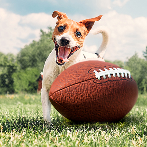 10377A CON Wacky Pet Name Blog 2025 NFL Team Names