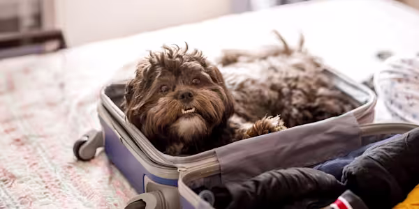 5 tips for stress-free travel with pets