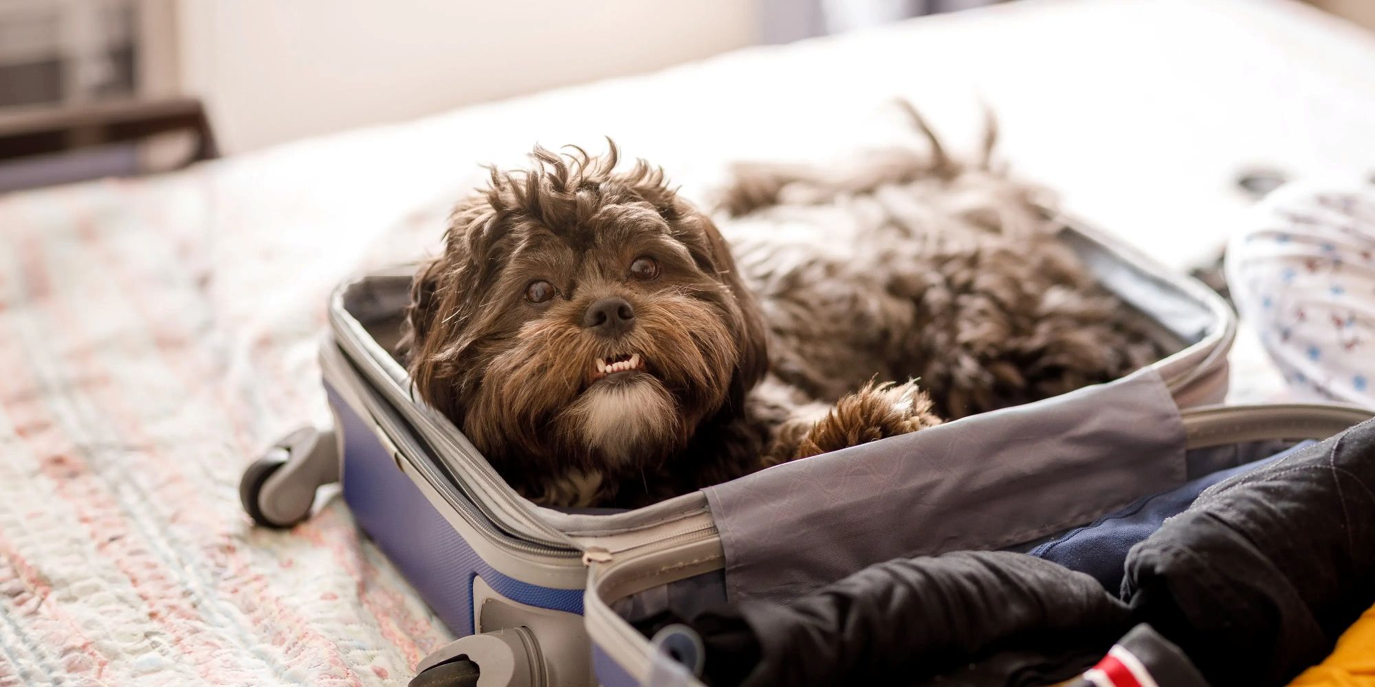 5 tips for stress-free travel with pets