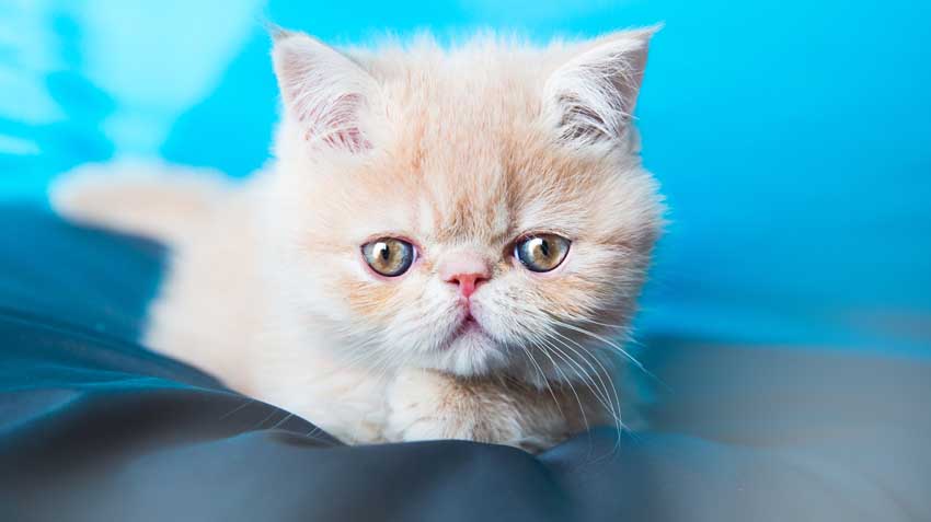 Top 10 Cat Breeds of 2016