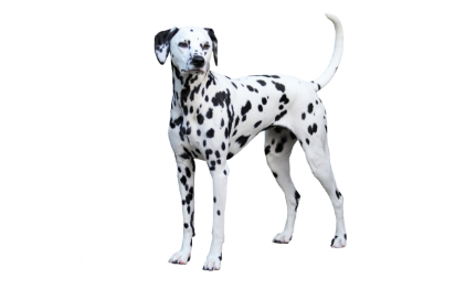 Dalmation standing — health planner for puppies through senior dogs