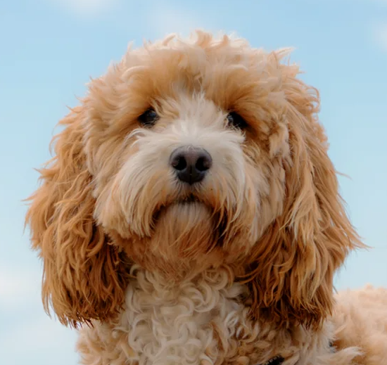 Cockapoo
