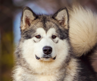 Alaskan Malamute