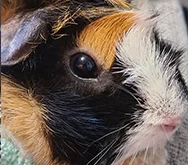 2023-WPN-peanut-butter-pancake