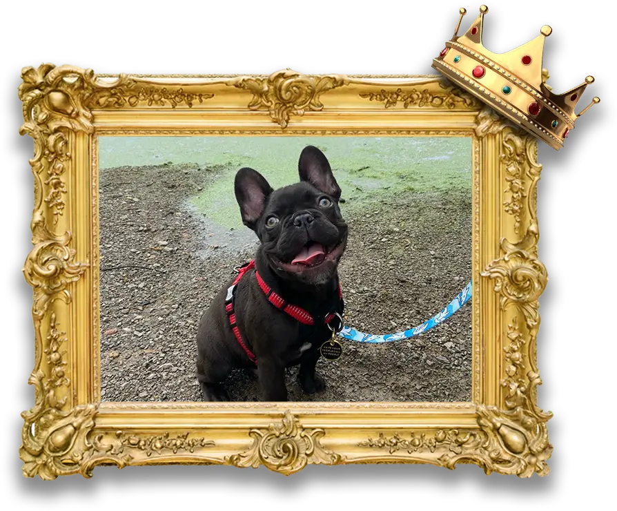 CanineFrame-png