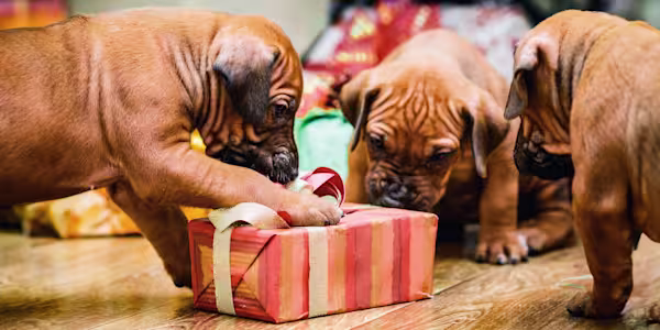 The best doggone gifts are free