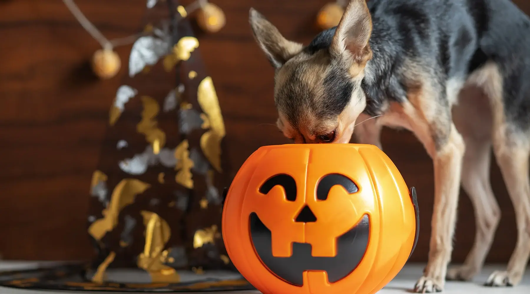 Body Image 2 1800x1000