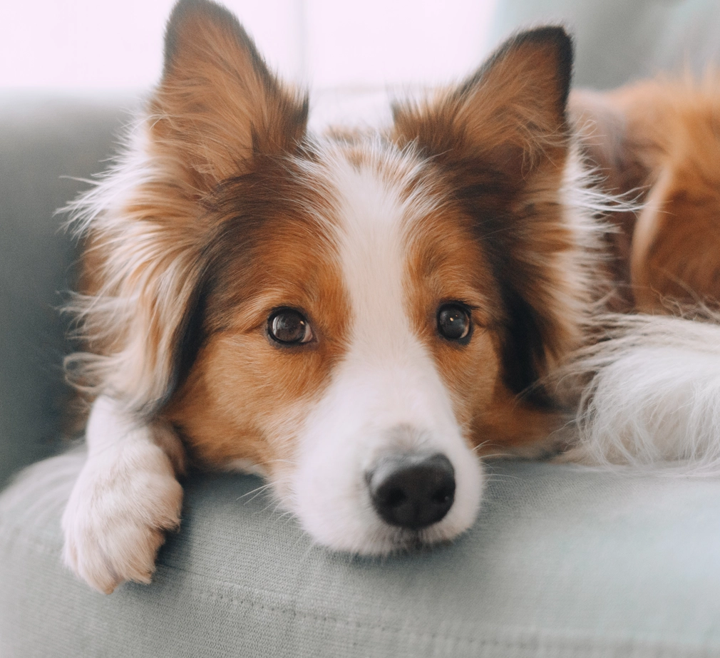 Dog laying on the couch