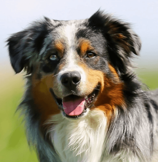 Australian Shepherd