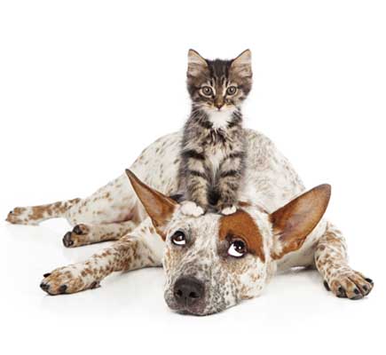 Pet Wellness - kitten sitting on top of a dog